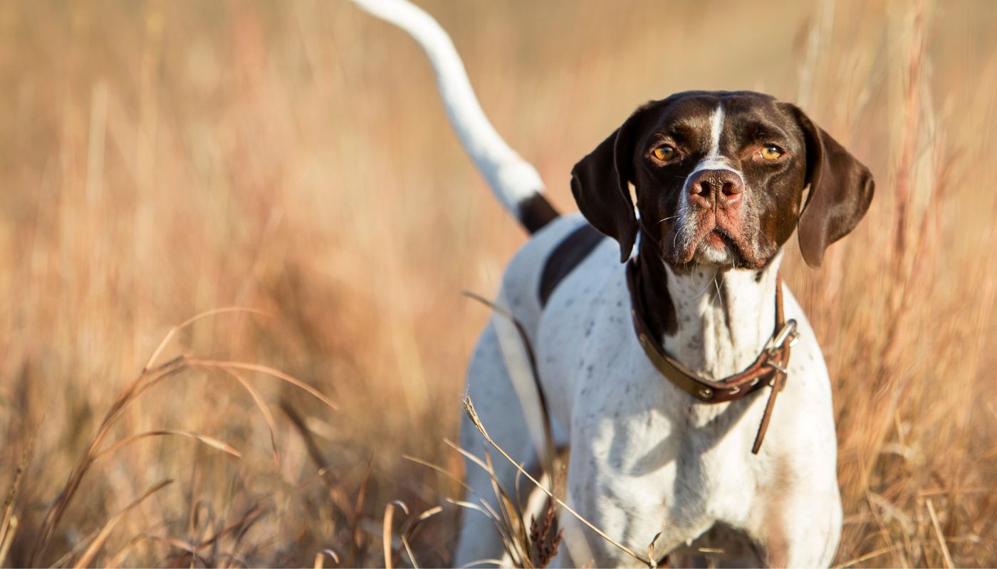 Clays for K9 Cancer Research Benefit Shoot