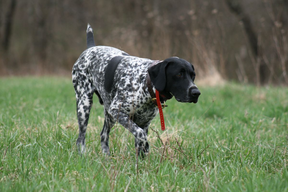 Clays-for-K9-Cancer-Research-Benefit-Shoot