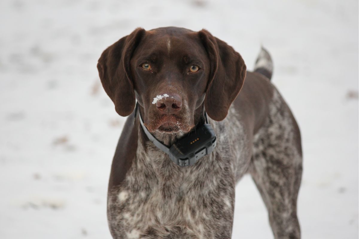 Clays for K9 Cancer Research Benefit Shoot